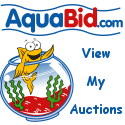 My betta auctions on aquabid