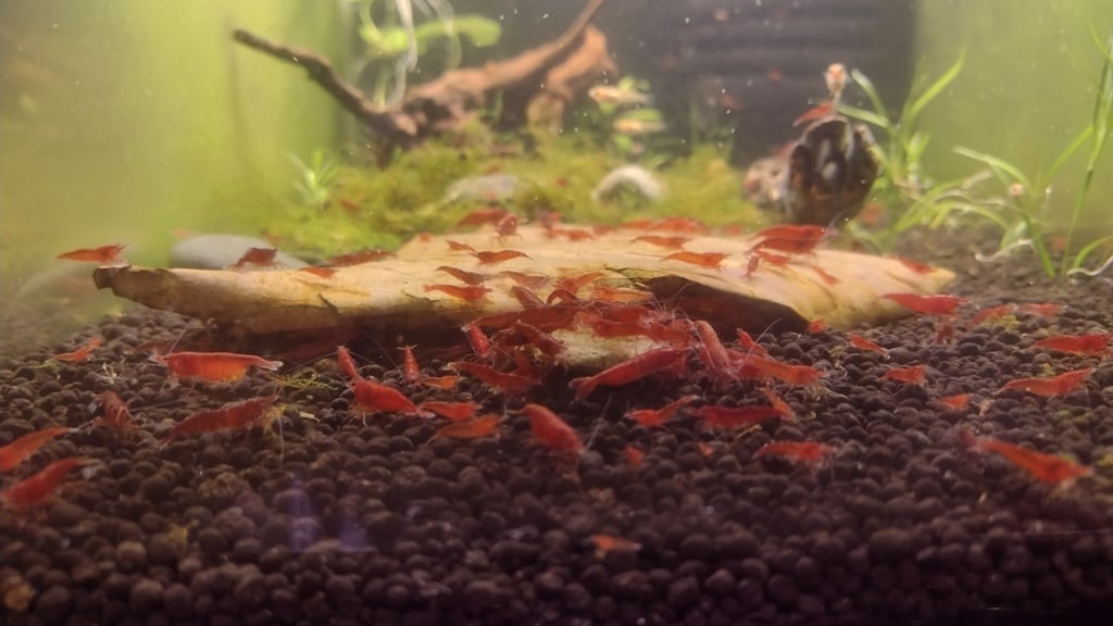 fwinverts1714524610 - 12 Fire Red Shrimp Homebred Free Shipping!!!