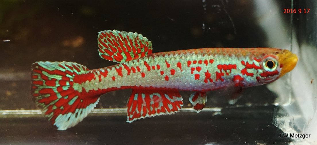AquaBid.com - Archived Auction # fwkillifish1665272242 AquaBid.com - Archived Auction # fwkillifish1665272242