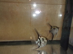 fwangelfish&1660440005 Thumbnail