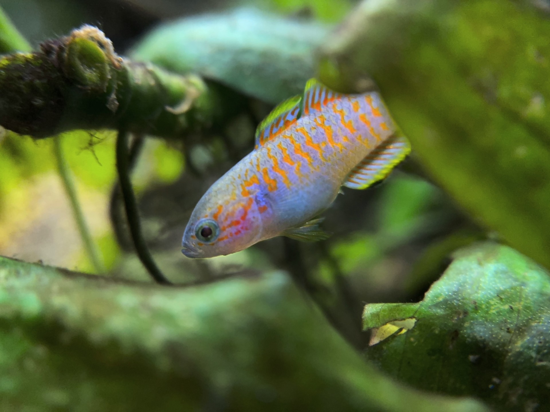 Store: Flash's Aquatic Nursery