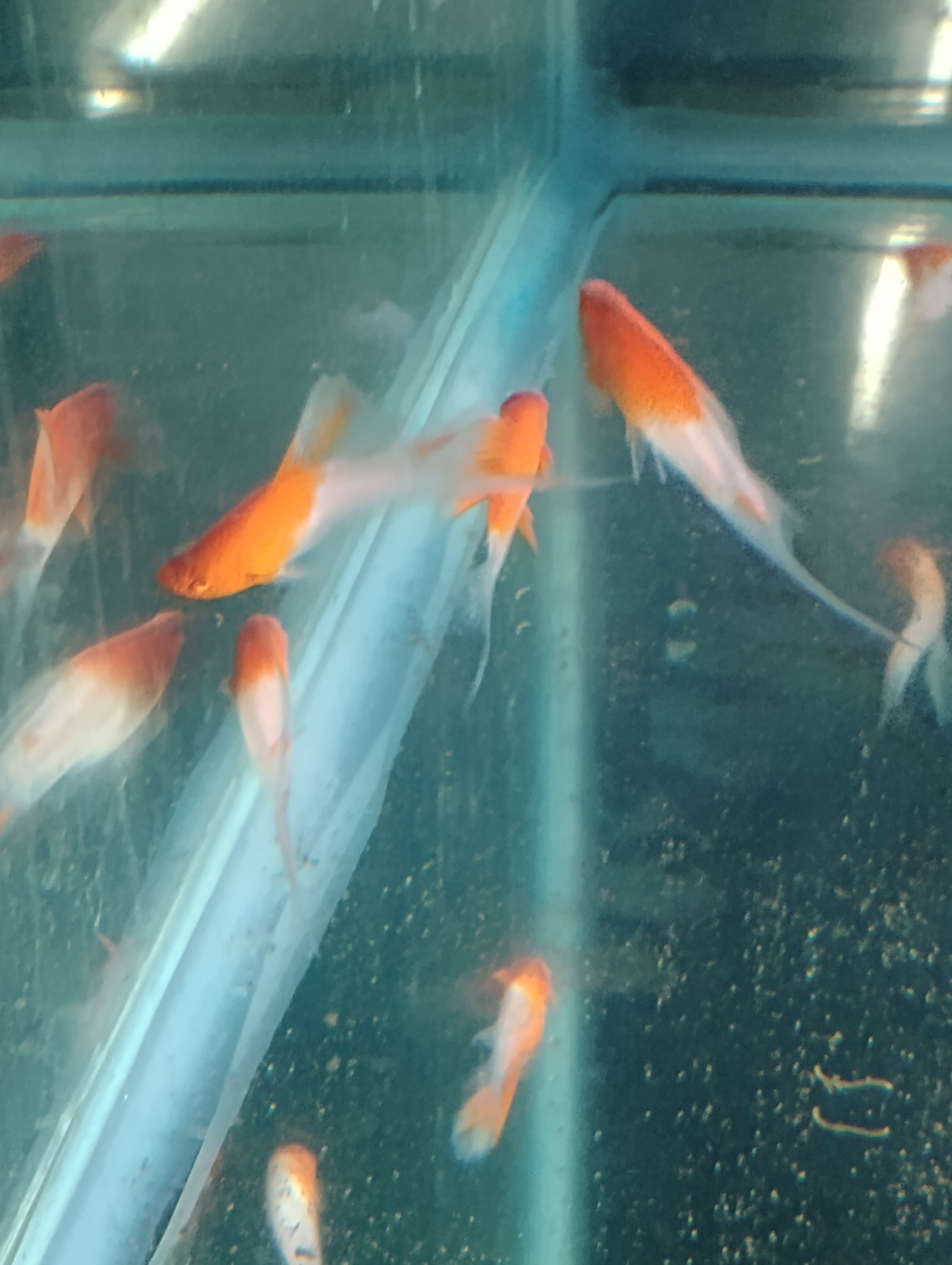Kohaku Hi-Fin Swordtails (Xiphophorus Hellerii) Group of 6