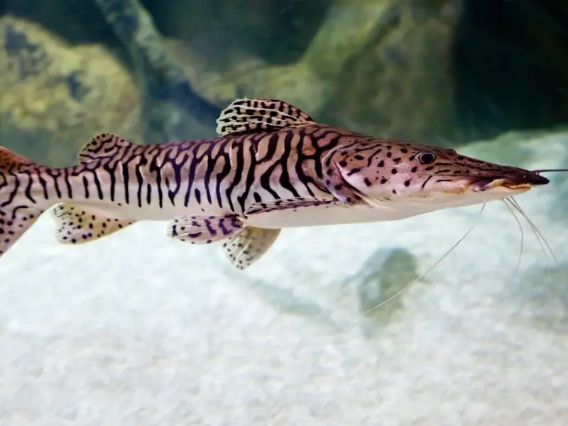 18" Tiger Shovelnose catfish