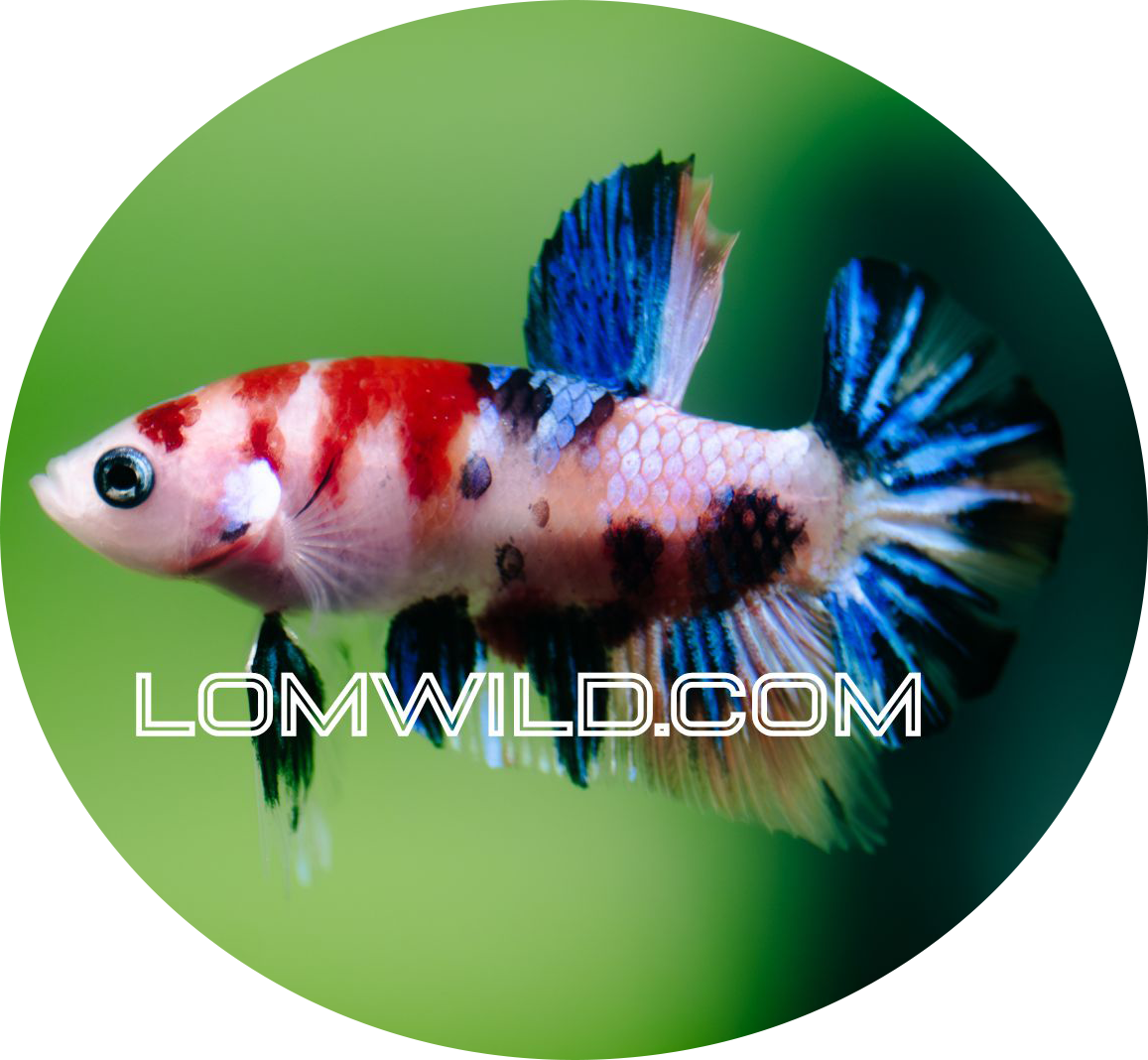 Store: LOMWILD