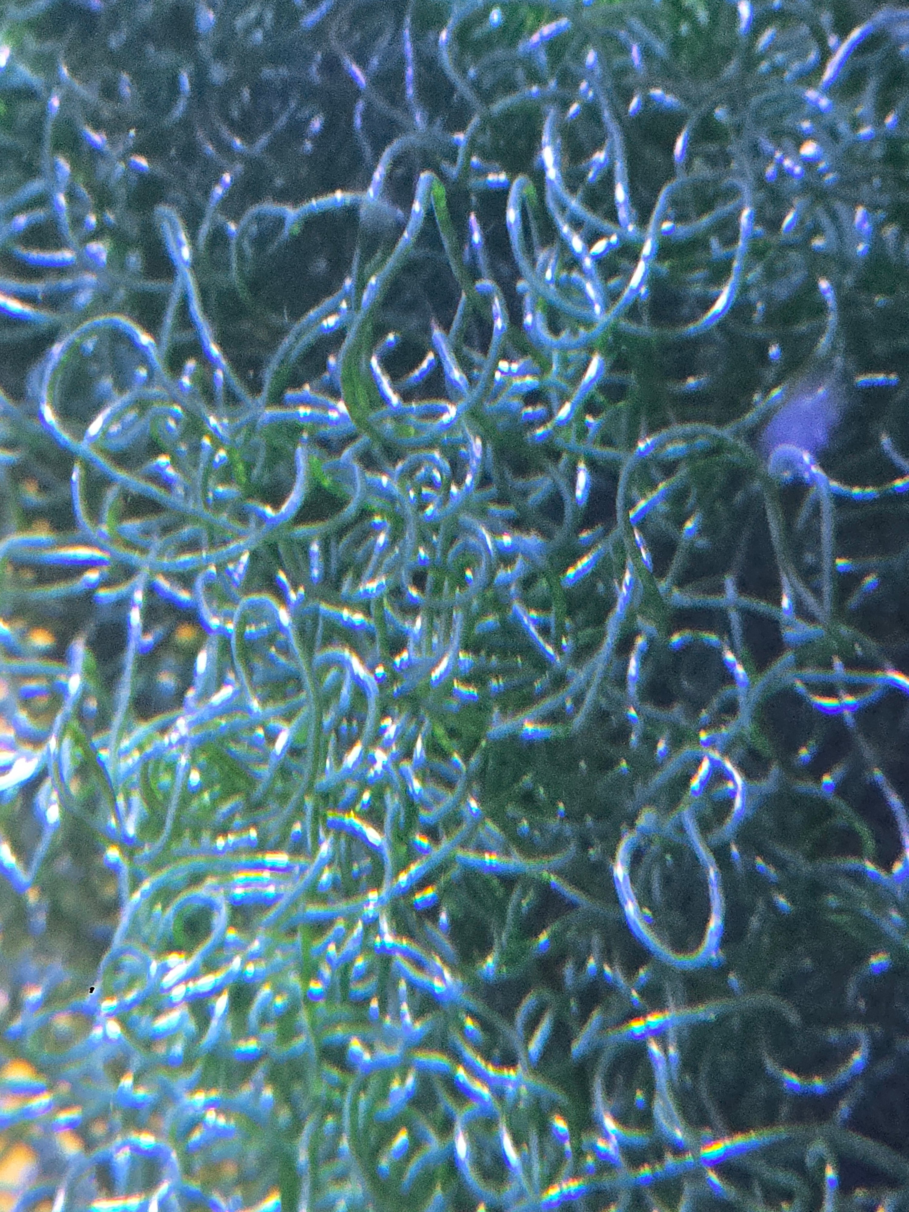 Large Portion of Chaeto, saltwater macroalgae