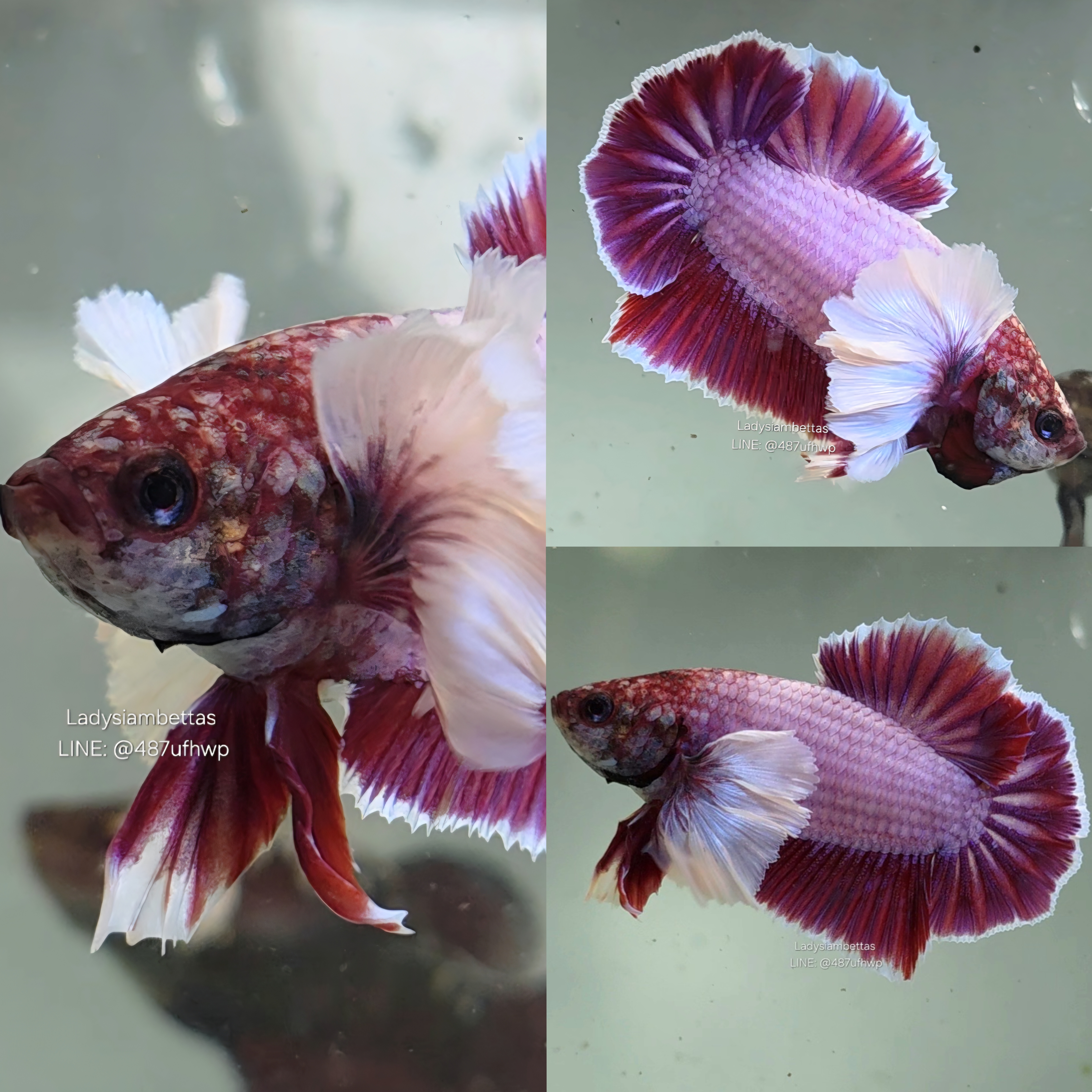 [Thailand] Deep Pink Dumbo HMPK (Male)