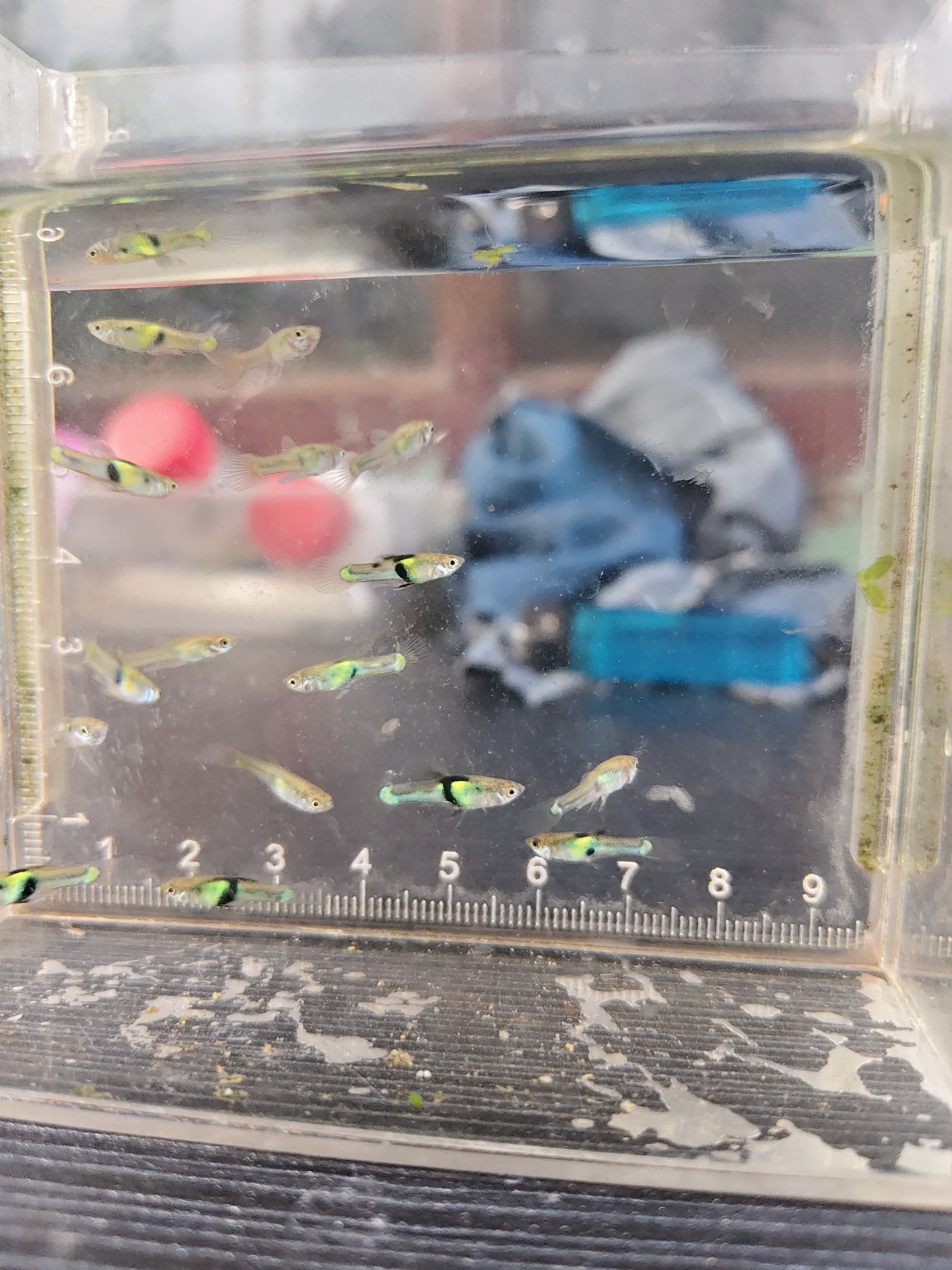 Endler Eltigre "Green"