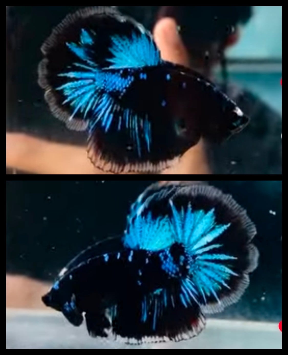 Black Blue Light