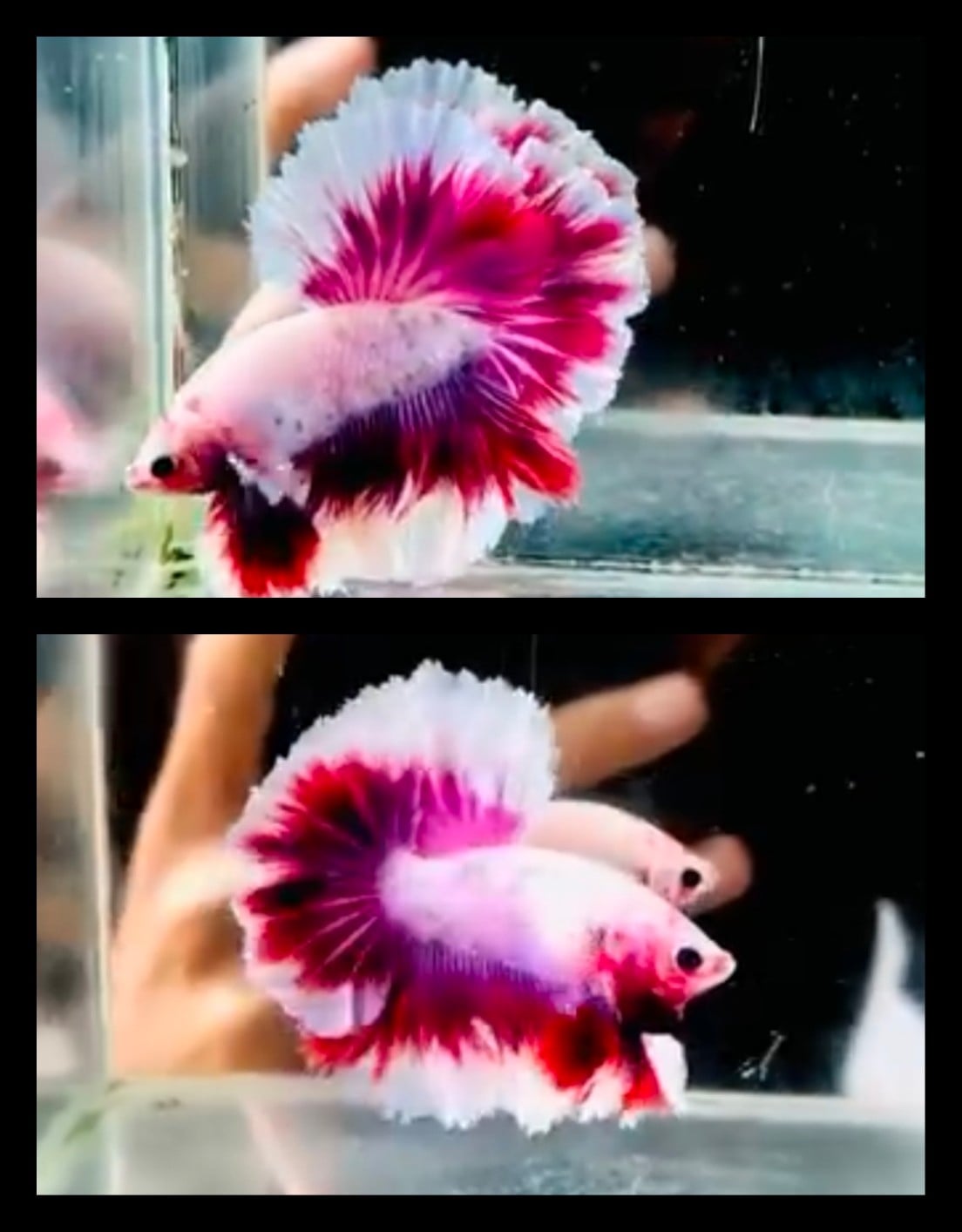 Red Pink Rosetail 2