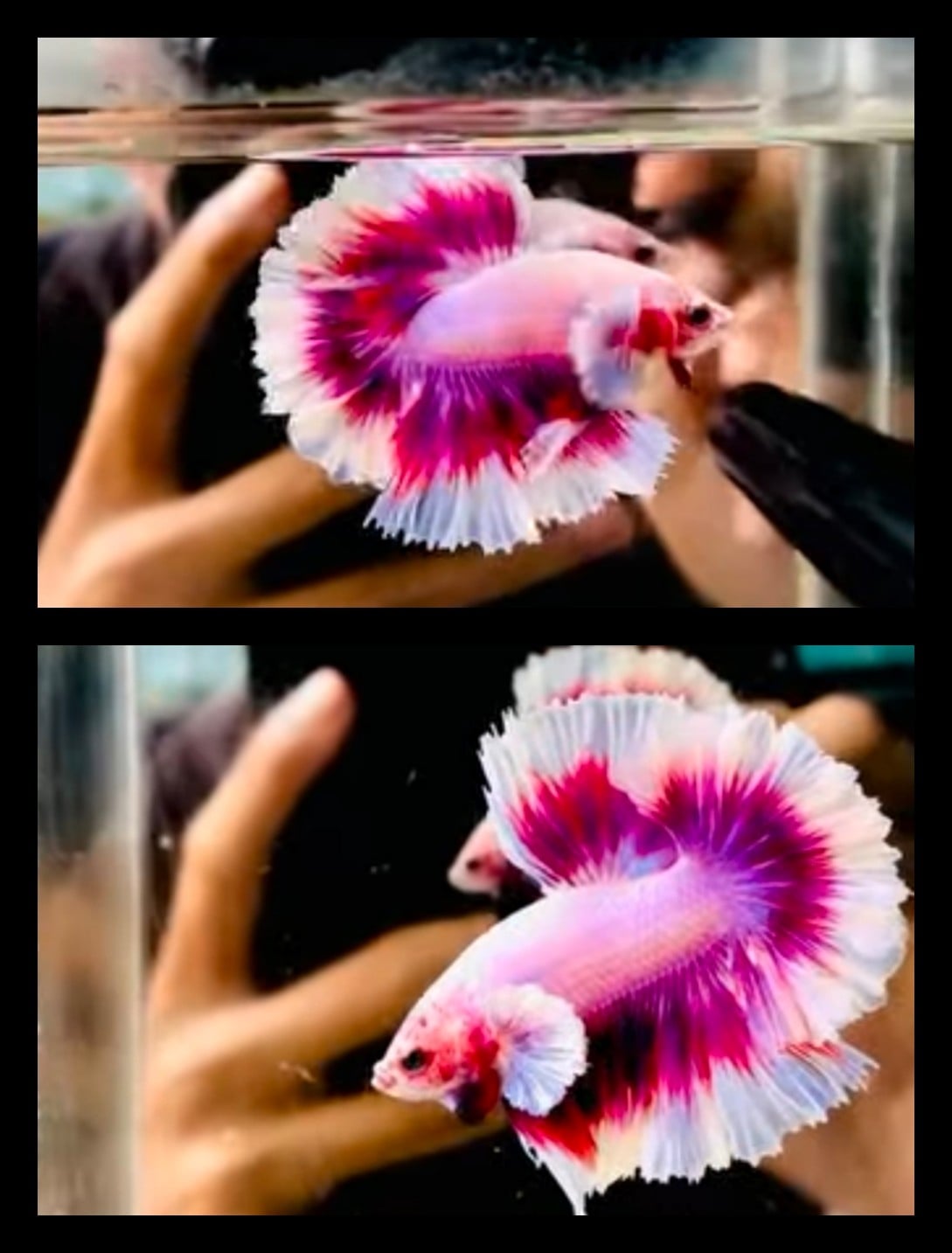 Red Pink Rosetail 1
