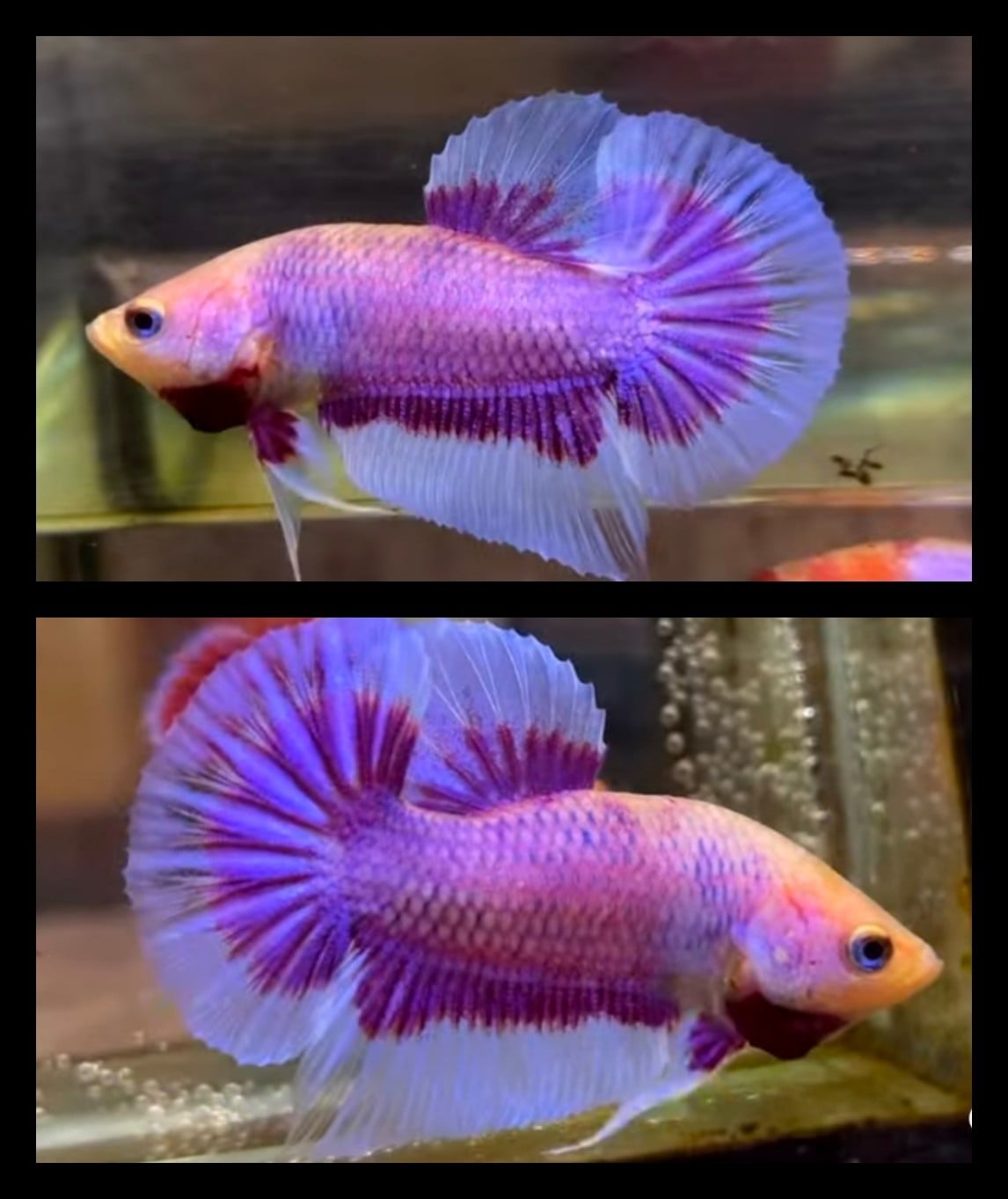 Purple Butterfly