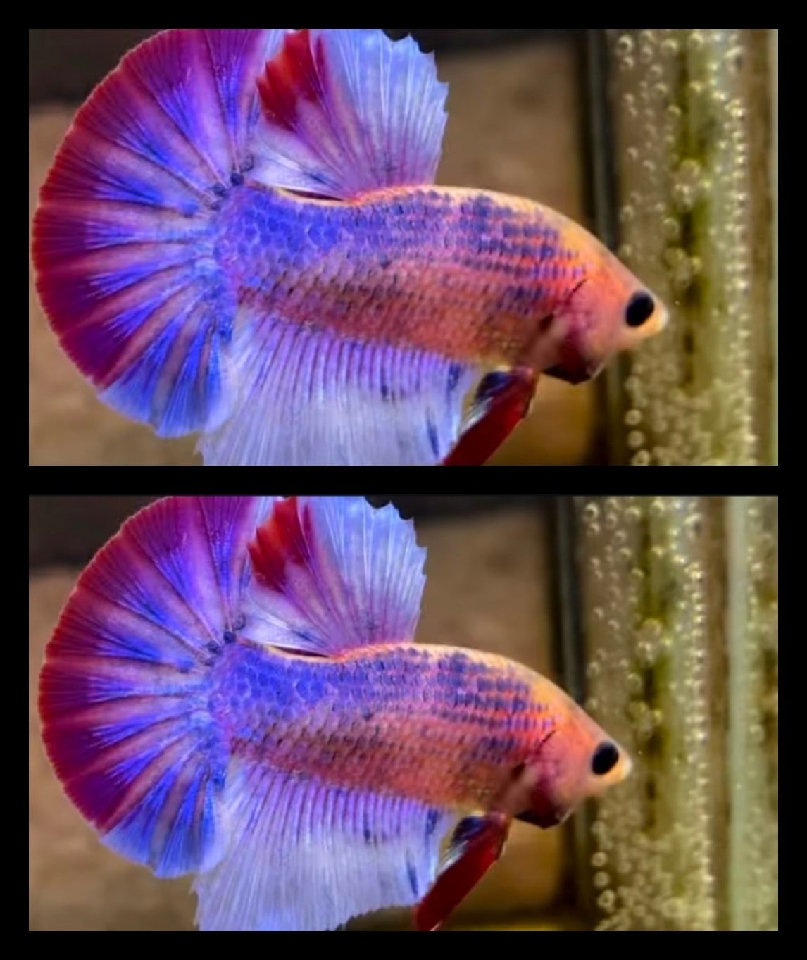 Red Grizle Purple