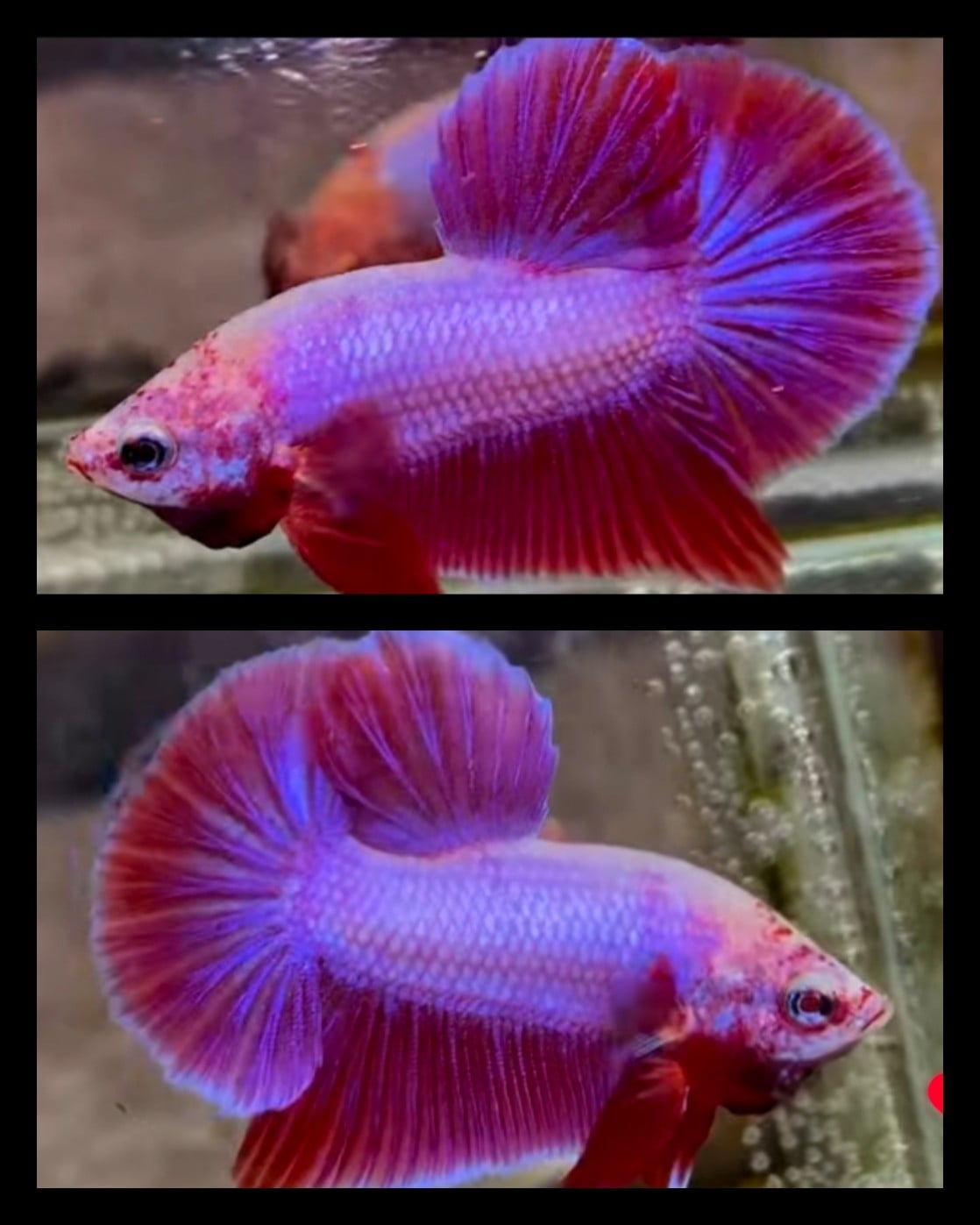Red Pink Boy