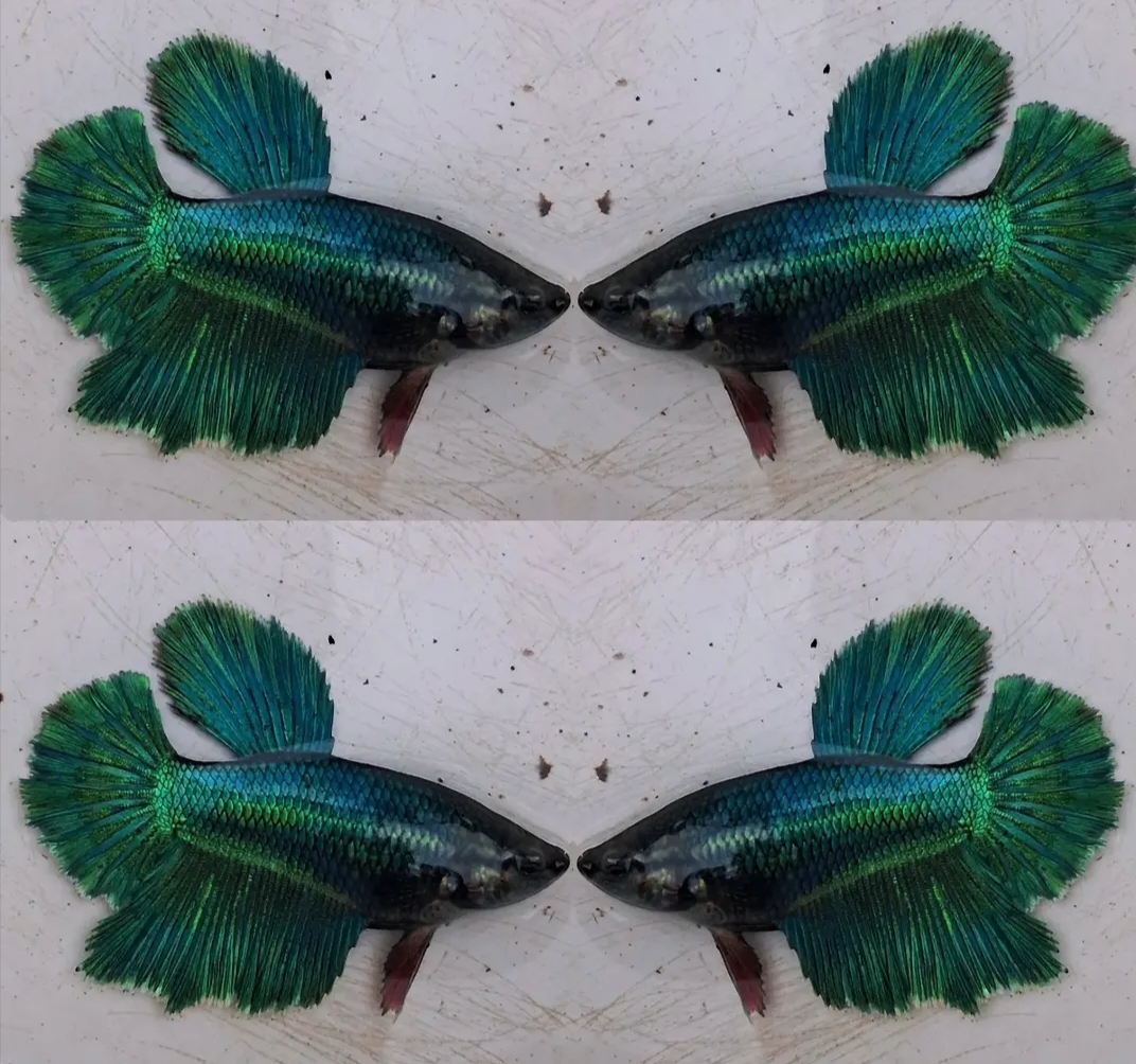 Female Halfmoon Dark Green