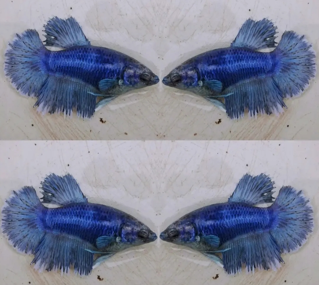 Female Halfmoon Butterfly