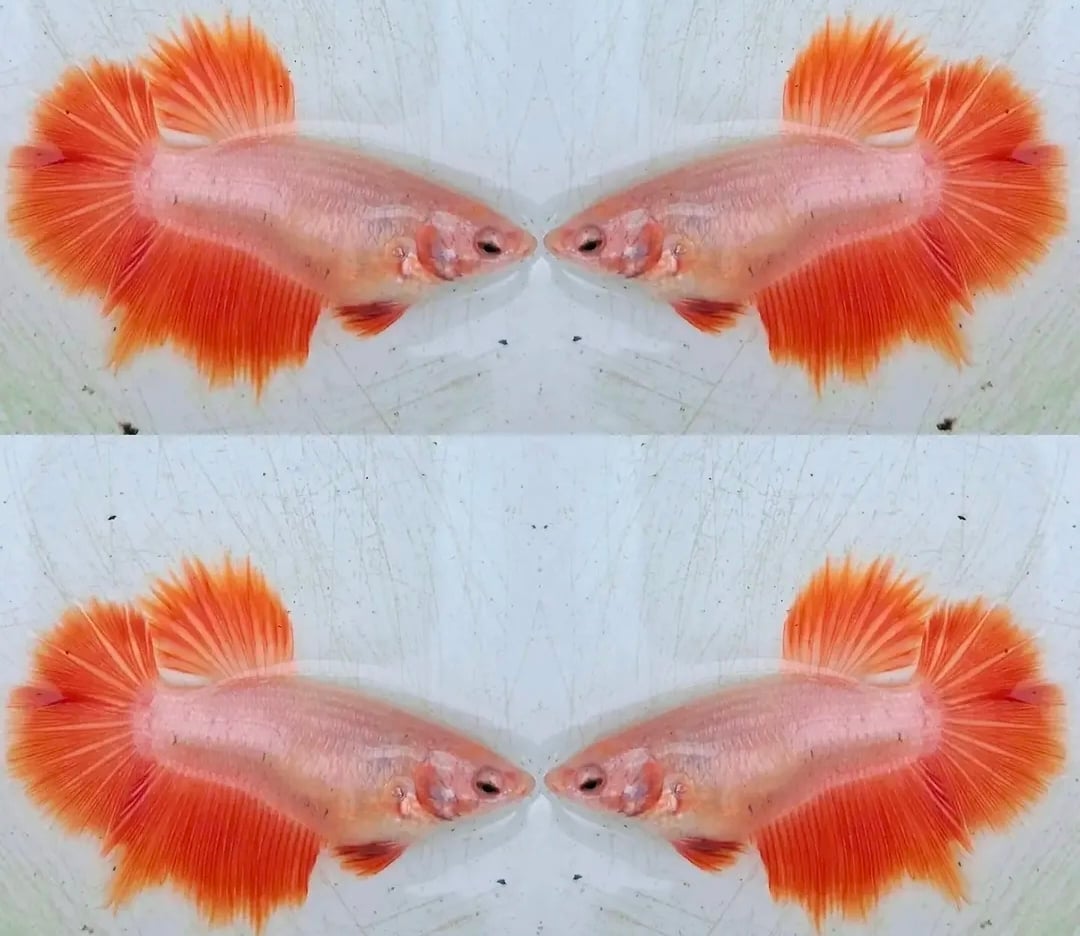 Female Halfmoon Orange Dragon
