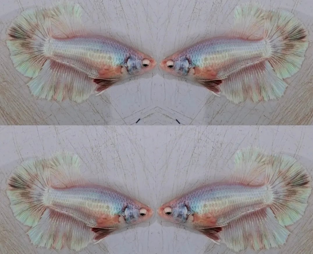 Female Halfmoon Pastel
