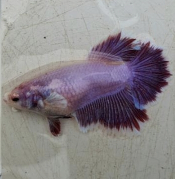 Female Purple Rosetail