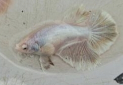 Female Unicorn