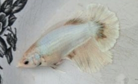 Female Pastel Butterfly