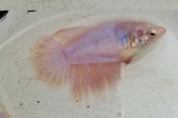 Female Pastel Orange