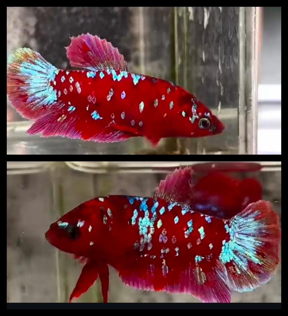 Female Red Purple Galaxy