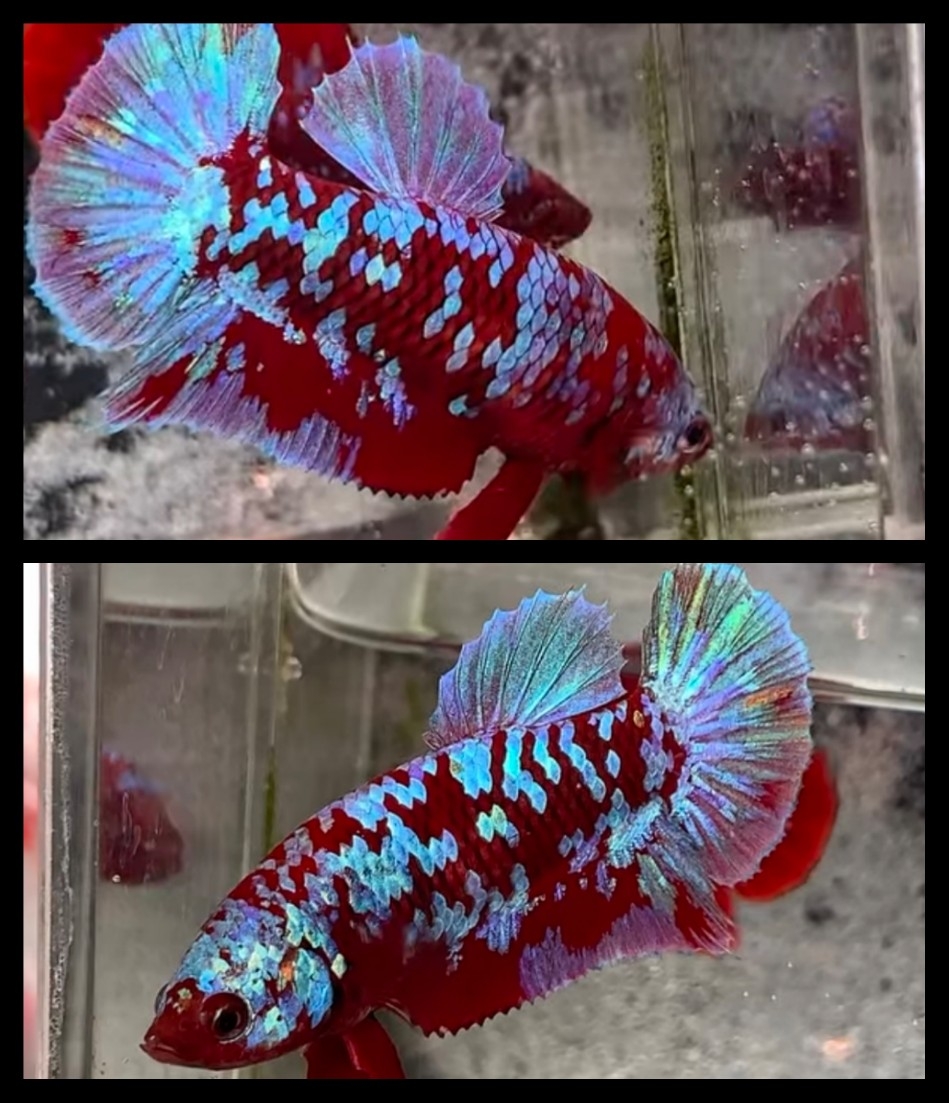 Female Red Purple Galaxy 2