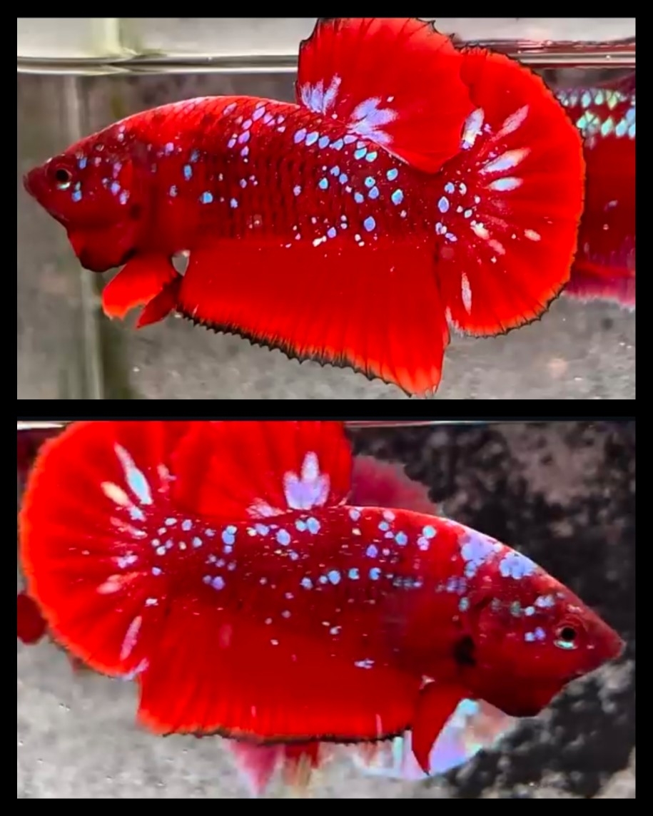 Red Purple Galaxy