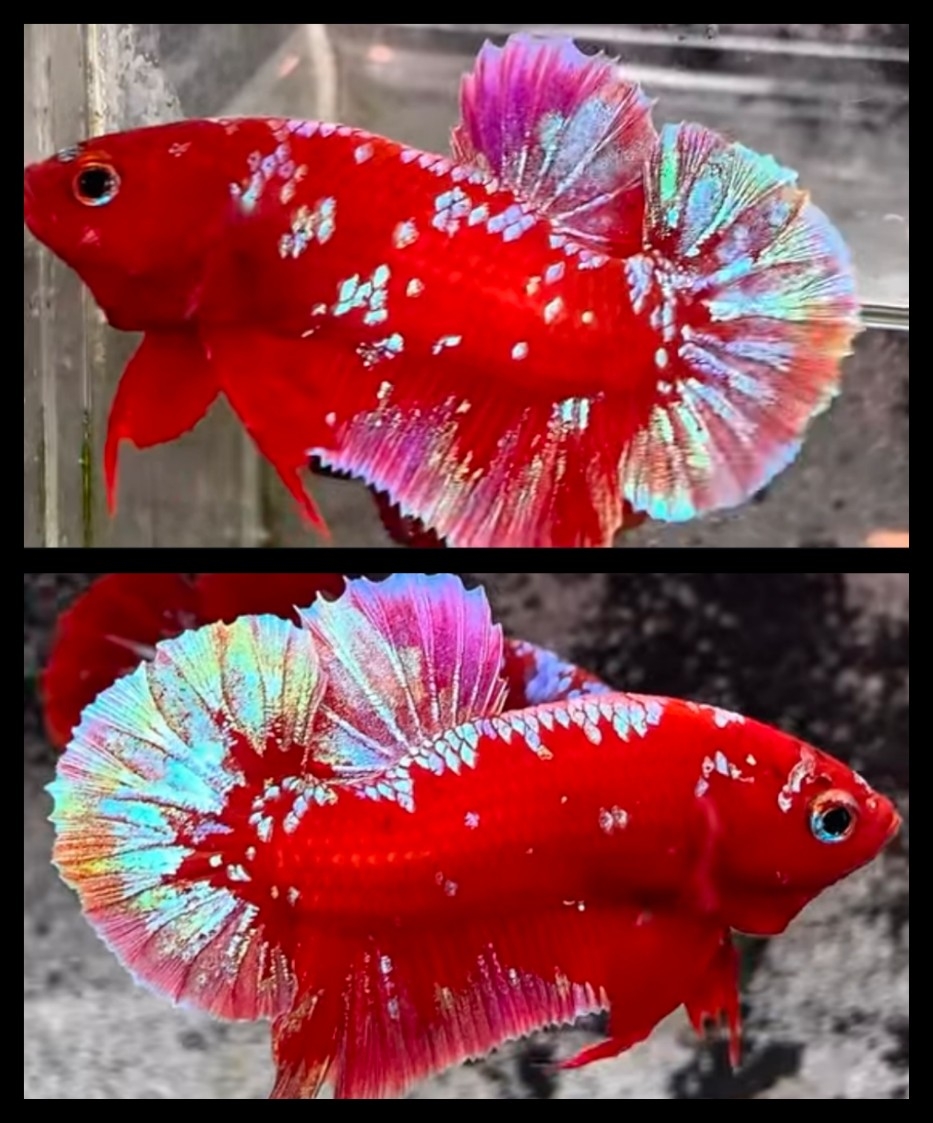 Red Guardian Luxury