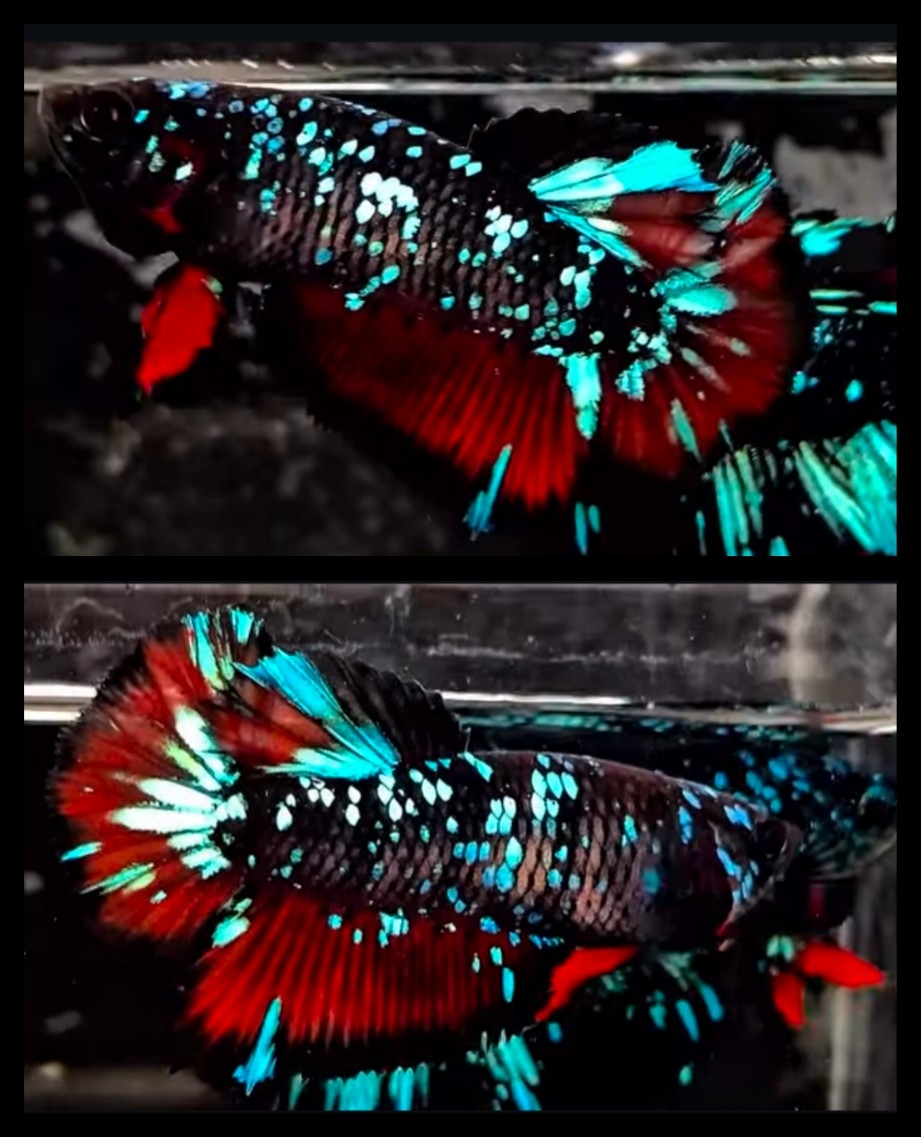Female Avatar Gordon Red