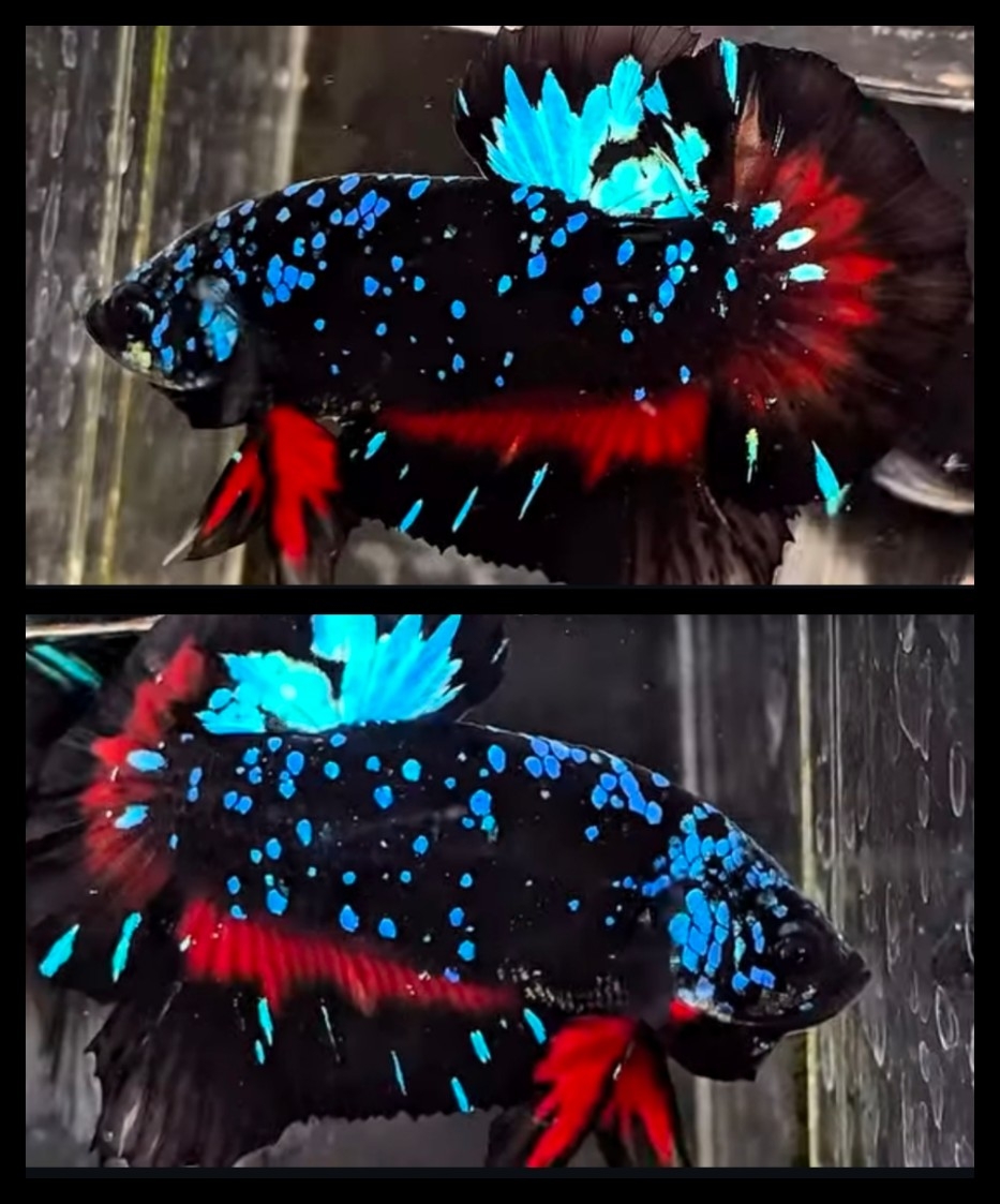 Avatar Variation 2