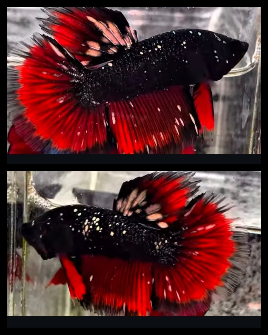 Avatar Vampire Glitter 2