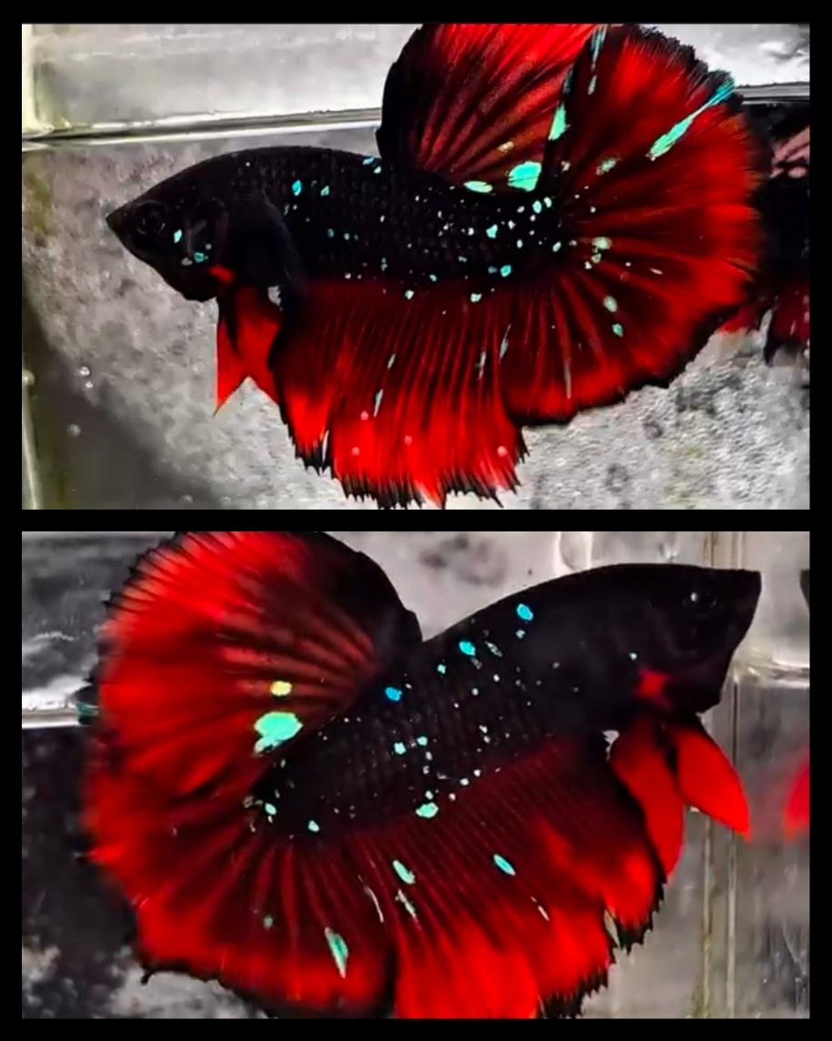 Avatar Vampire Glitter 1