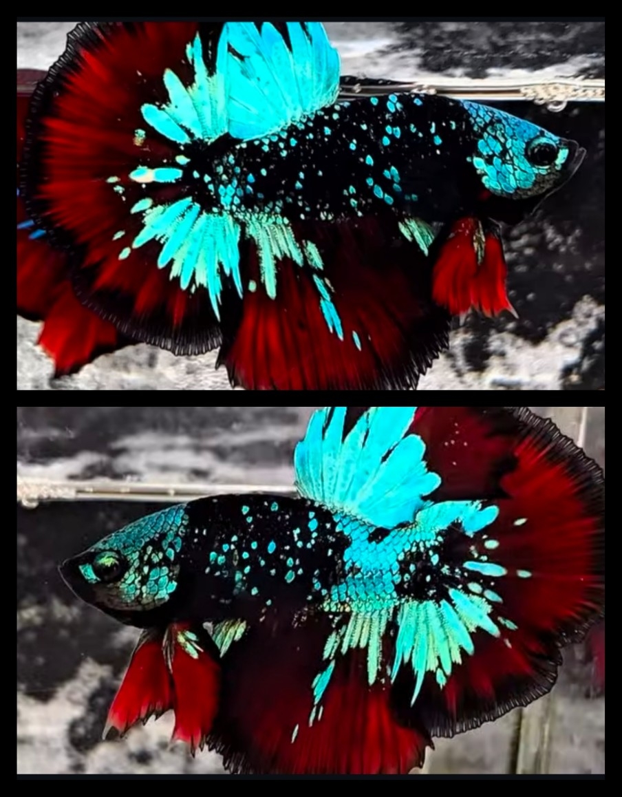 Avatar Gordon Variation 2