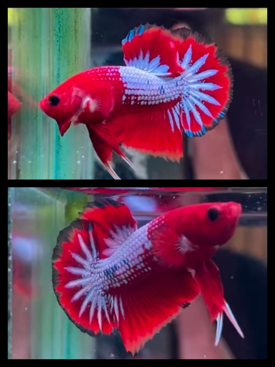 Red Fancy