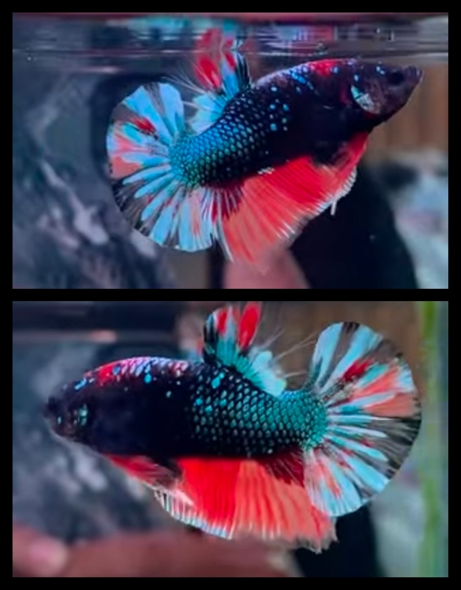 Black Variation Nemo