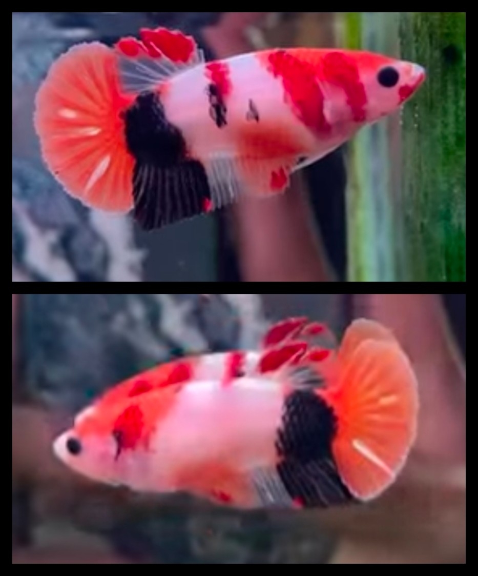 Female Sweet Nemo Koi