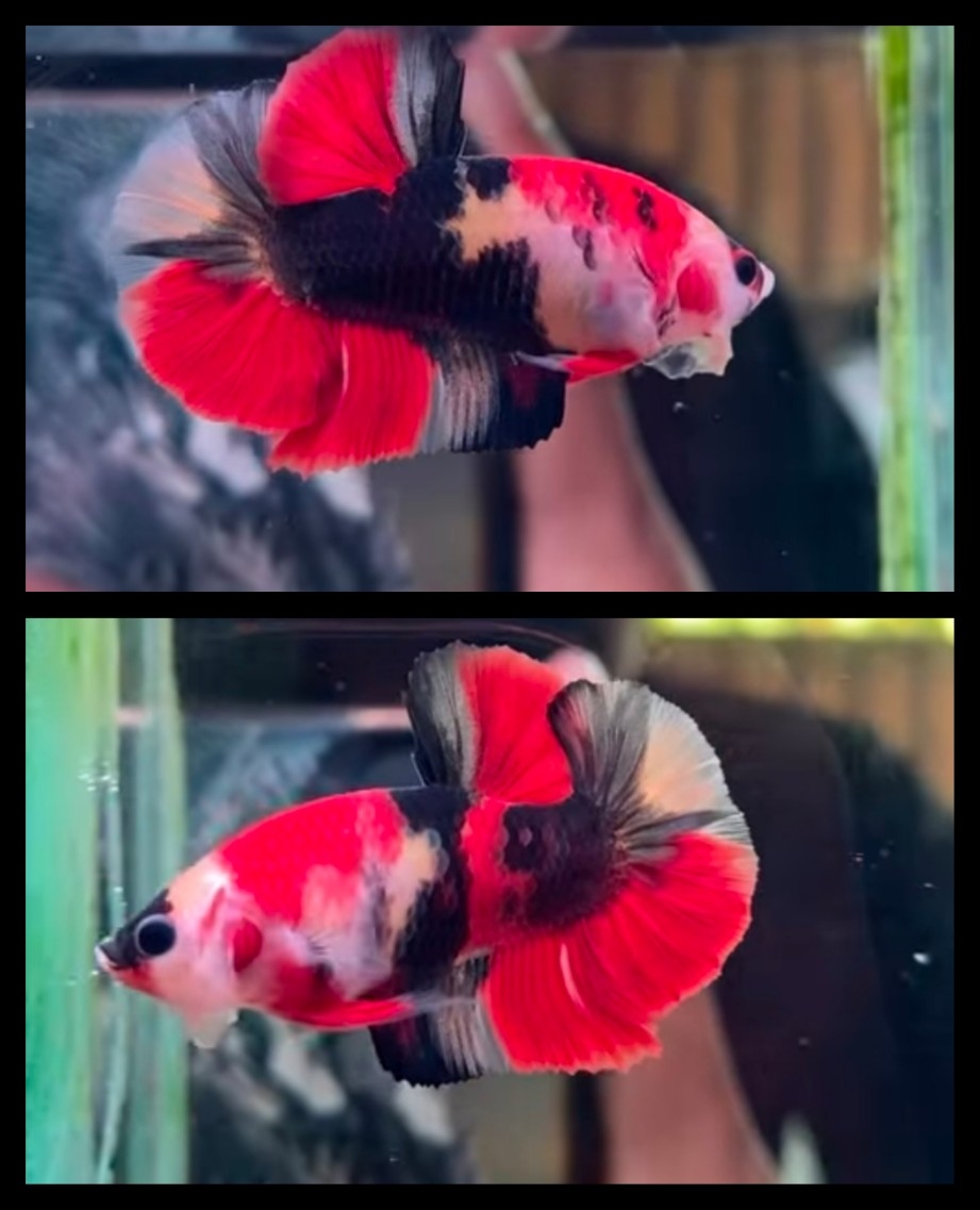 Classic Nemo