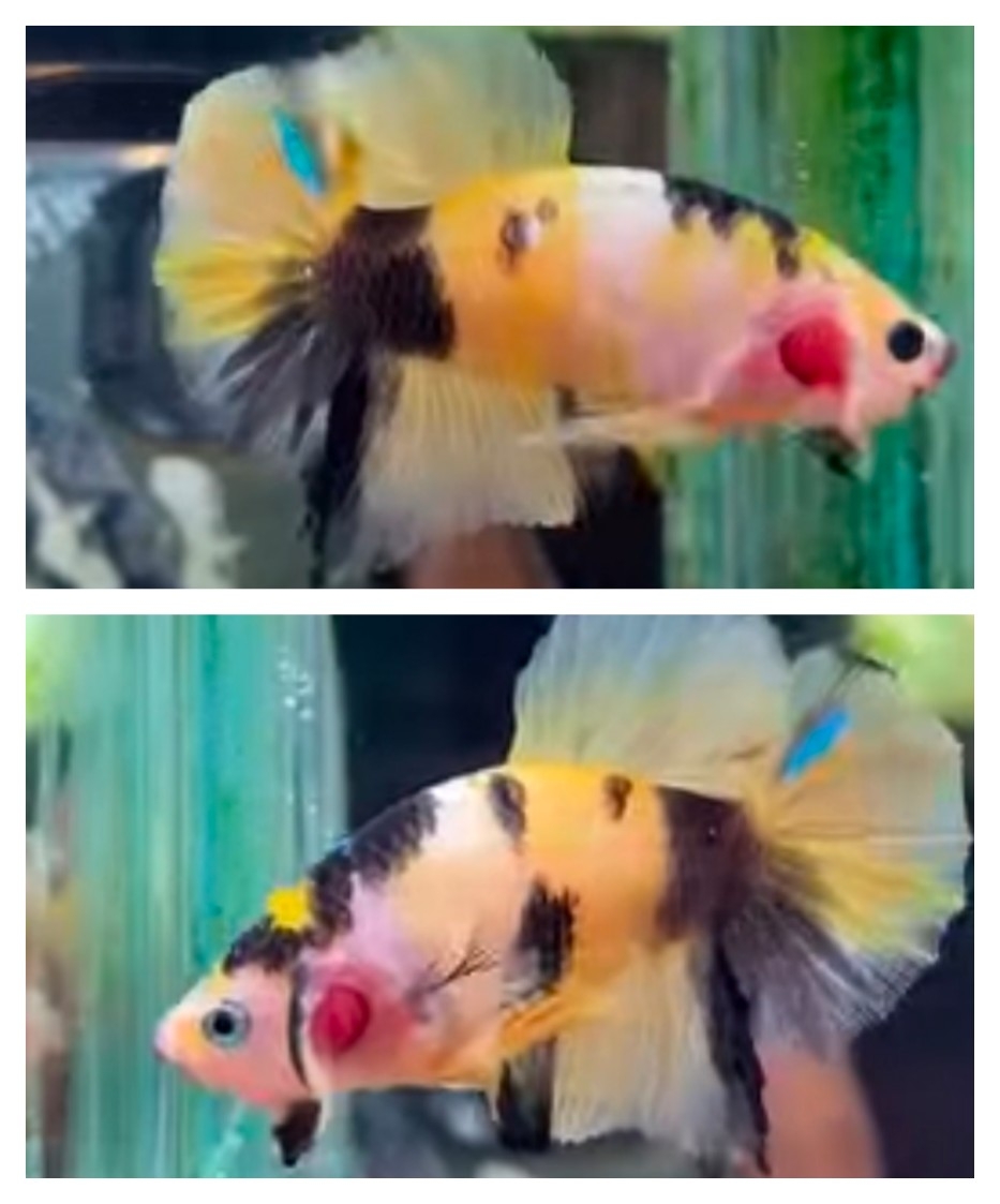 Yellow Koi