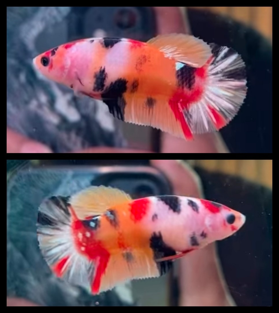 Female Sweet Nemo