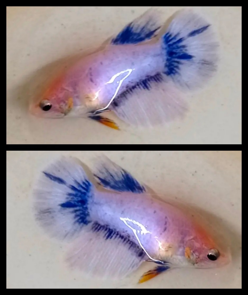 Female Blue Grizzle Variation