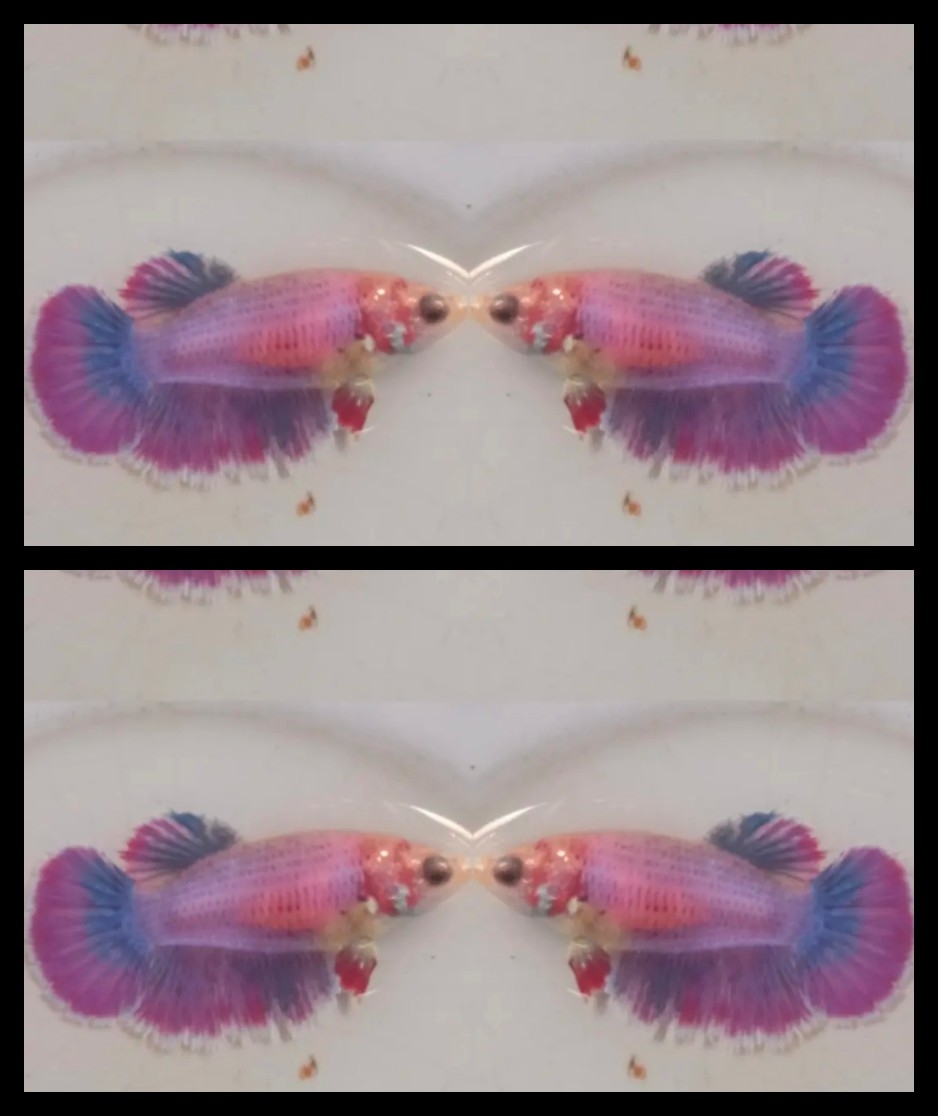 Female Sweet Purple
