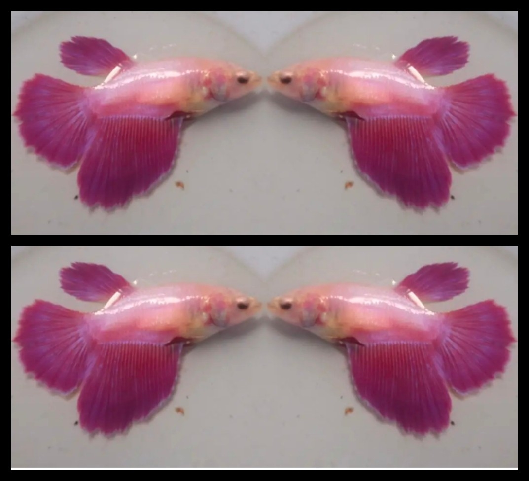 Female Pink Beauty