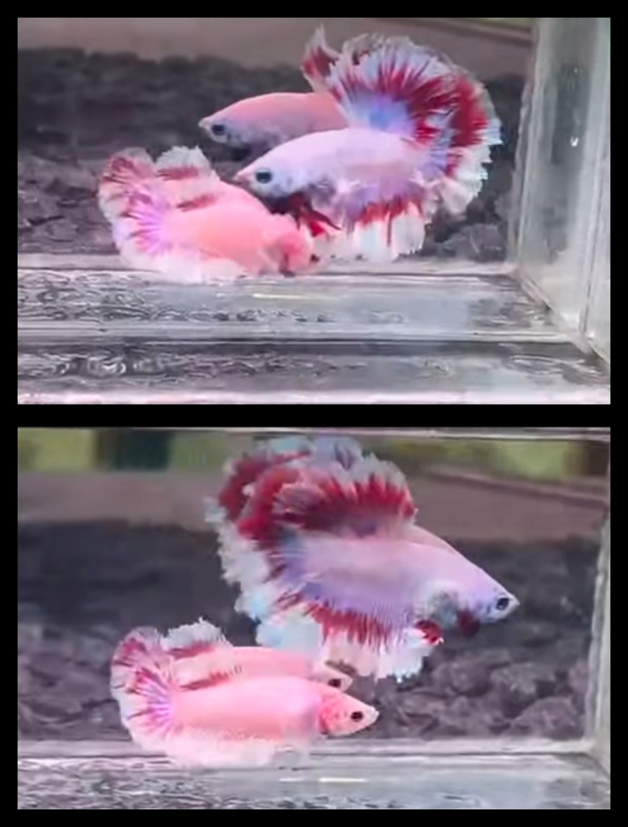 Pair Rosetail Red Pink Purple
