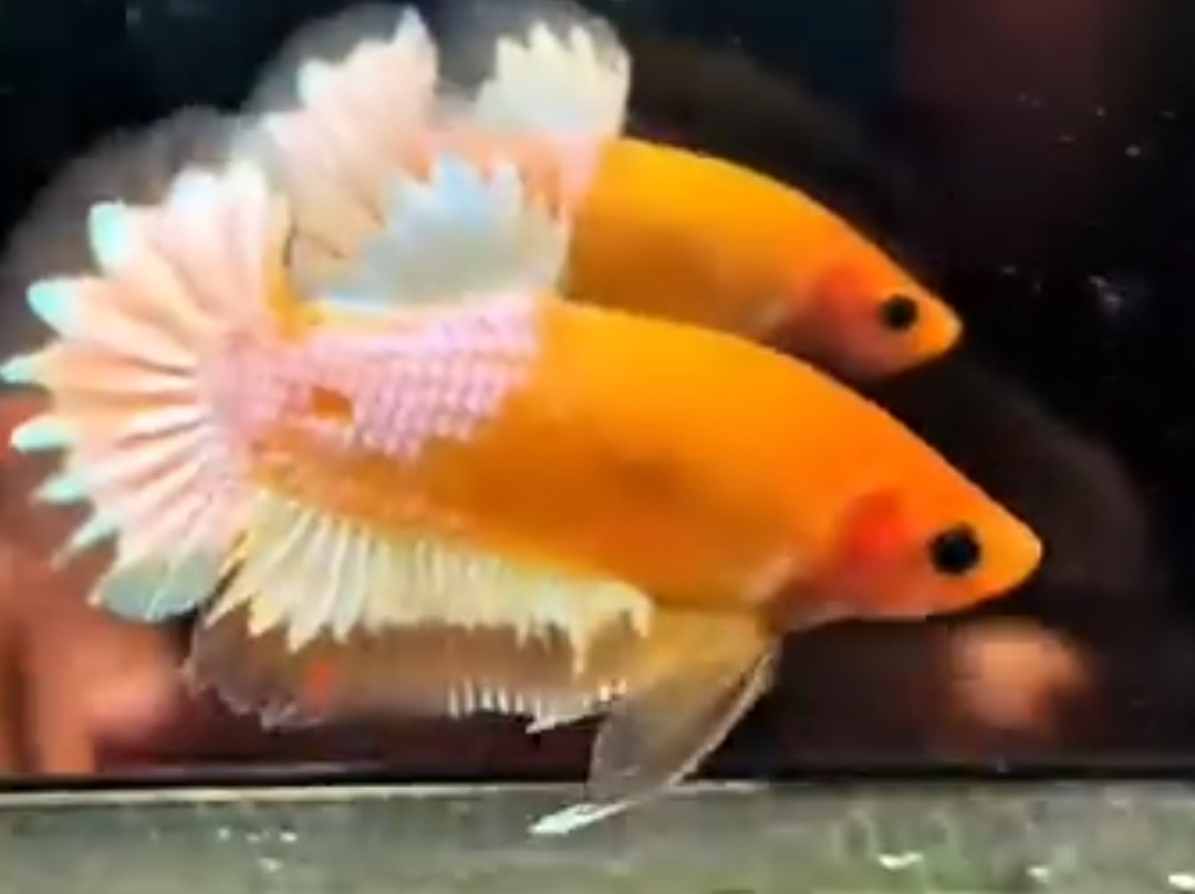Yellow White Scales
