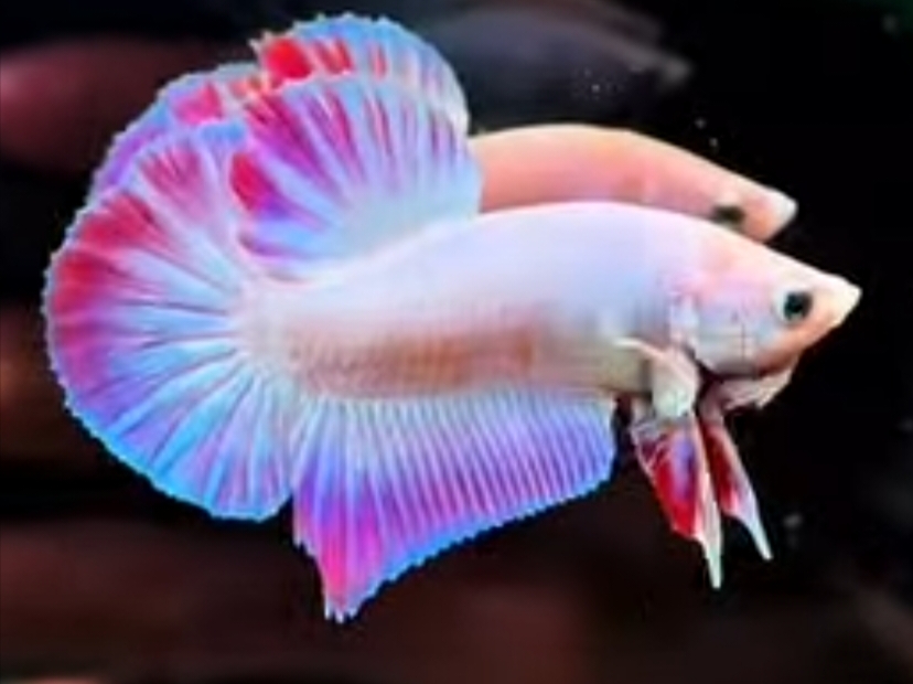 Pink Rainbow 1