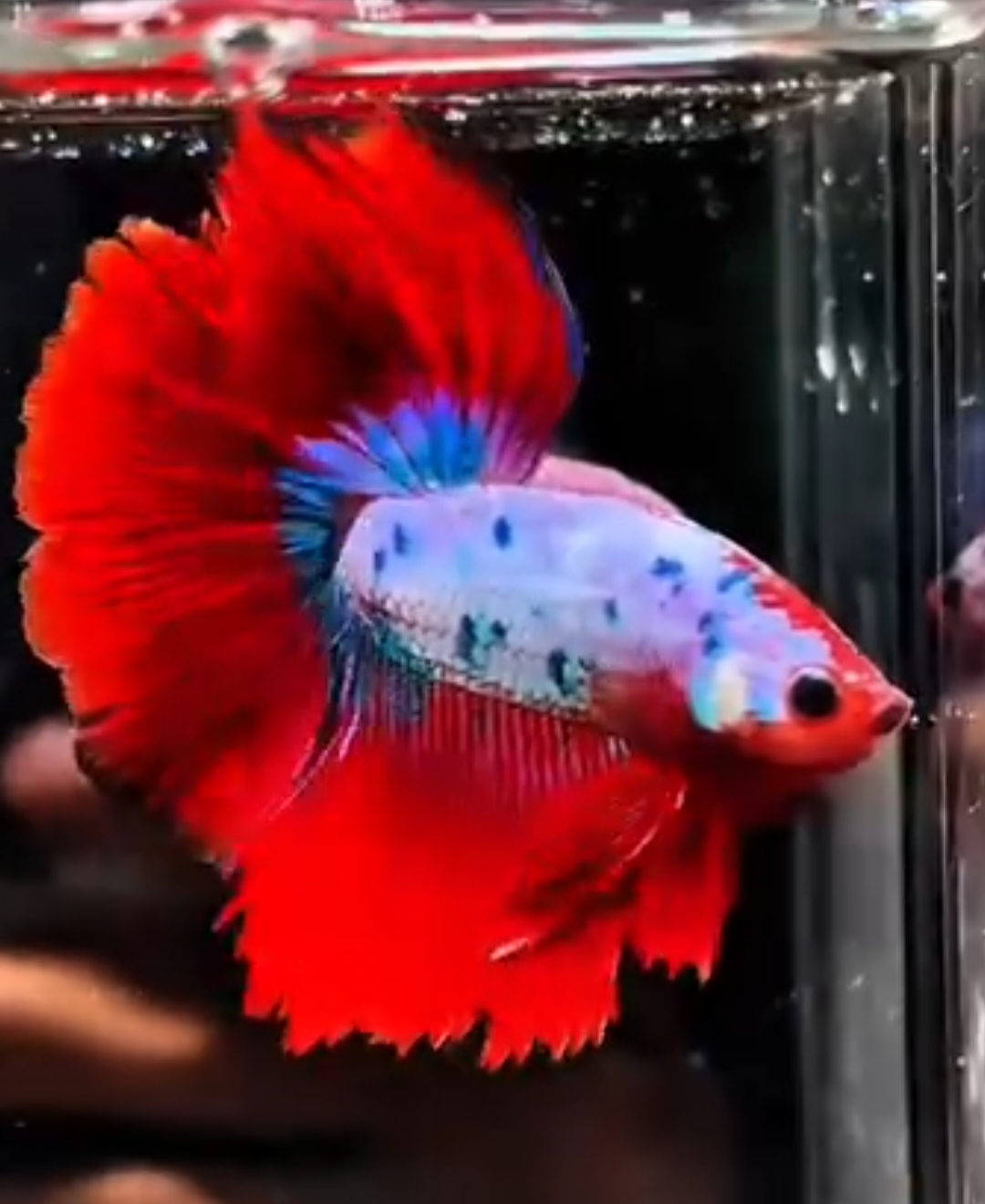 Red Fancy