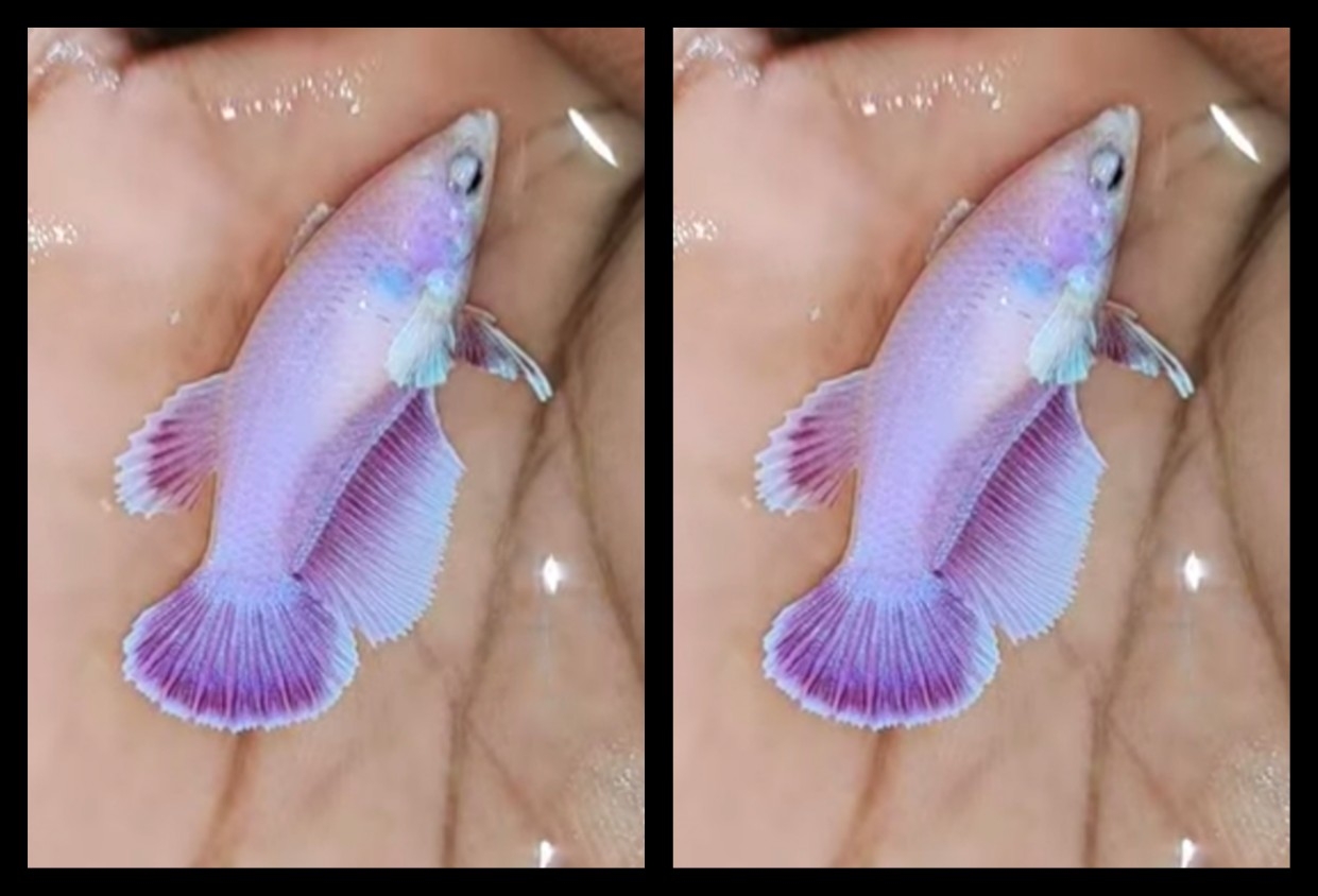 Female Purple Butterfly