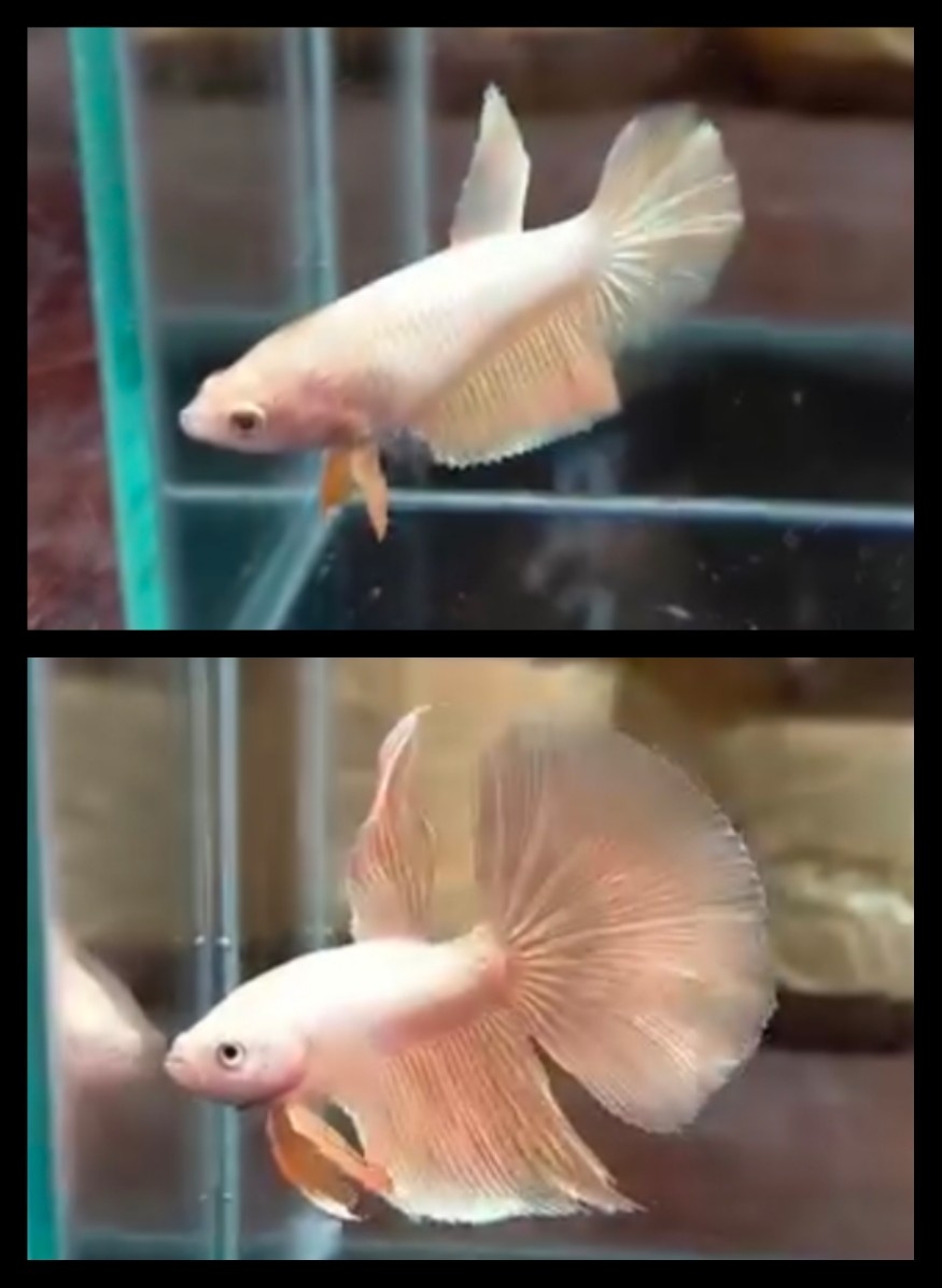 Pair Gold Halfmoon