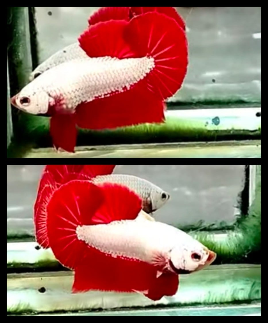 Red Dragon